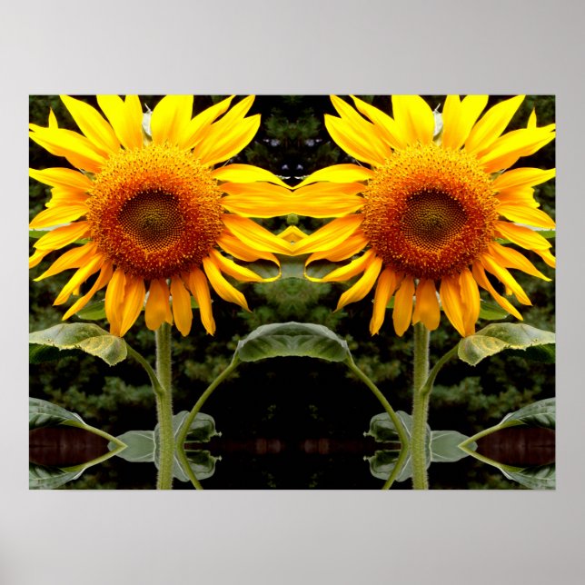 Giant Sunflowers, yellow floral  Poster (Front)