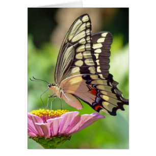 Giant Swallowtail Butterfly