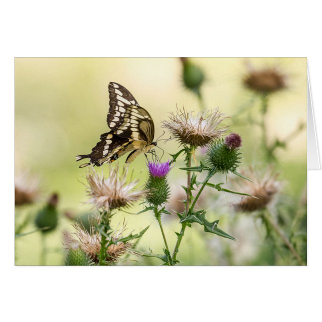 Giant Swallowtail Butterfly (Front Horizontal)