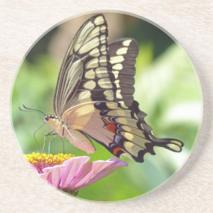 Giant Swallowtail Butterfly Coaster