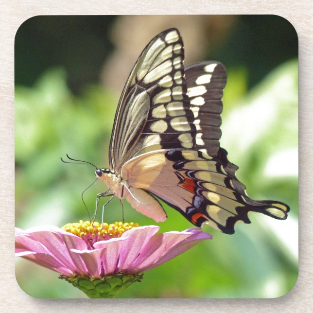 Giant Swallowtail Butterfly Coaster (Front)