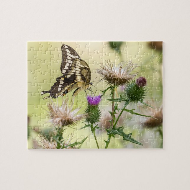 Giant Swallowtail Butterfly Jigsaw Puzzle (Horizontal)