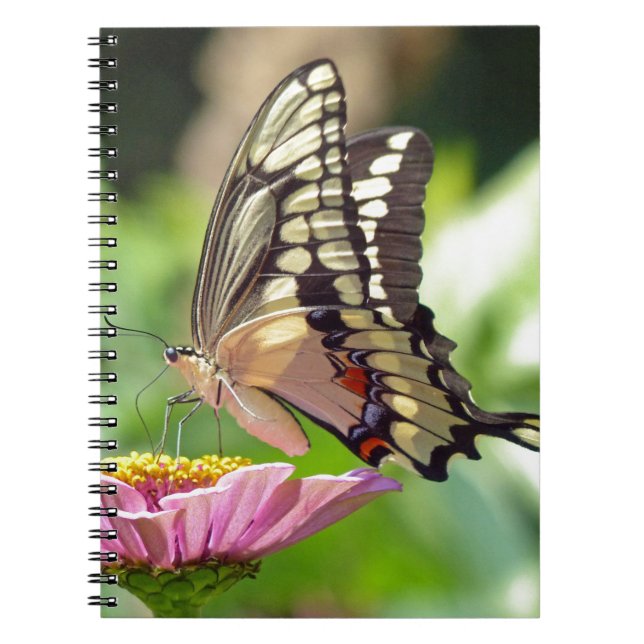 Giant Swallowtail Butterfly Notebook (Front)