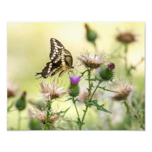 Giant Swallowtail Butterfly Photo Print