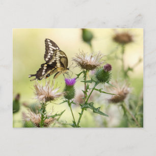 Giant Swallowtail Butterfly Postcard