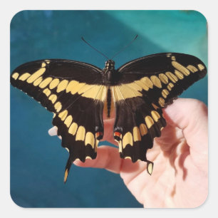 Giant Swallowtail Butterfly  Square Sticker