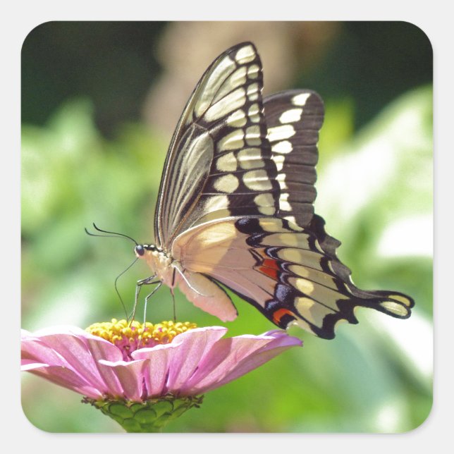 Giant Swallowtail Butterfly Square Sticker (Front)