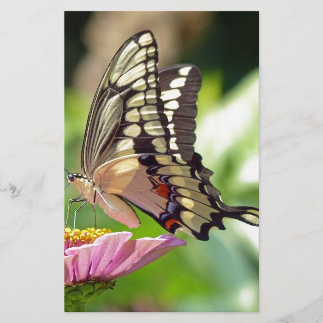 Giant Swallowtail Butterfly Stationery (Front)