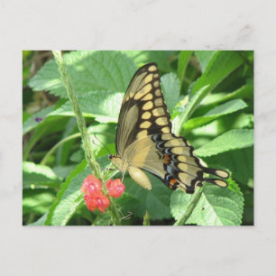 Giant Swallowtail Postcard