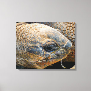 GIANT TORTOISE CANVAS PRINT