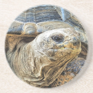 GIANT TORTOISE COASTER