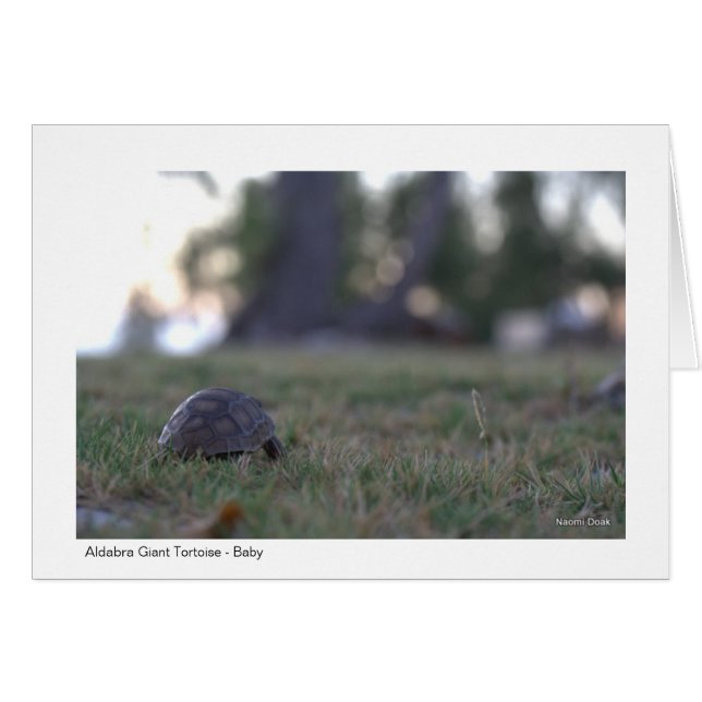 Giant Tortoise Gift Card - 02 (Front Horizontal)