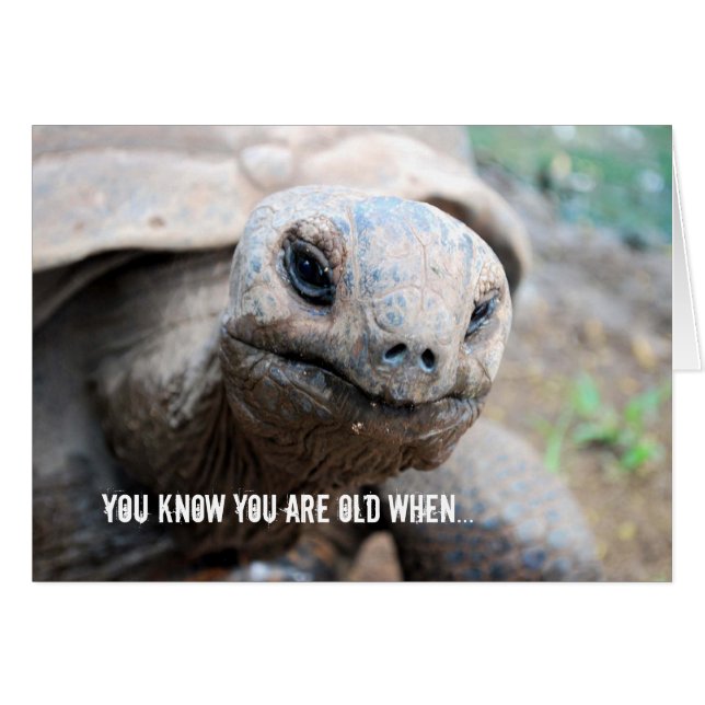 Giant Tortoise Memory Lapse (Front Horizontal)