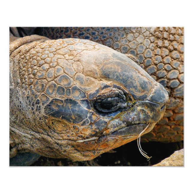 GIANT TORTOISE PHOTO PRINT (Front)