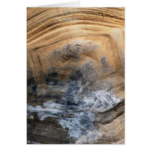 GIANT TORTOISE SHELL