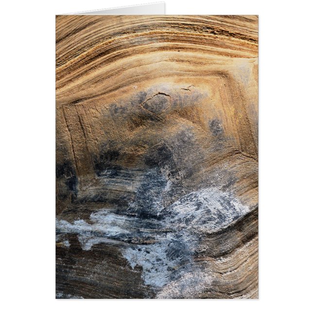 GIANT TORTOISE SHELL CARD (Front)