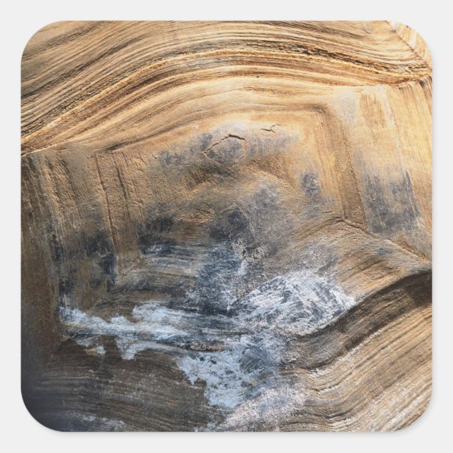 GIANT TORTOISE SHELL SQUARE STICKER (Front)