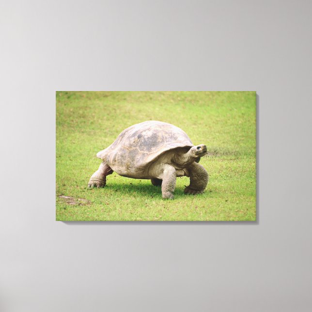 Giant Tortoise walking on grass Canvas Print (Front)