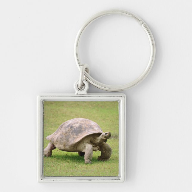 Giant Tortoise walking on grass Keychain (Front)