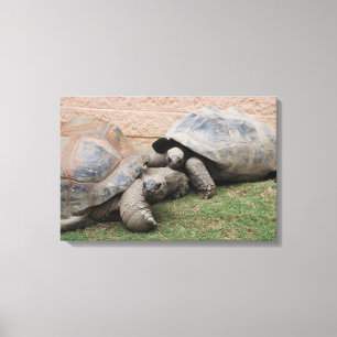 giant tortoises canvas print