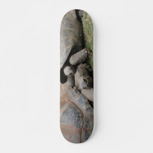 giant tortoises skateboard