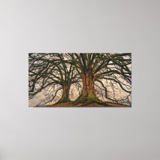 Giant Trees Canvas Print