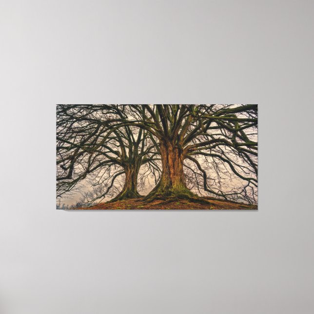 Giant Trees Canvas Print (Front)