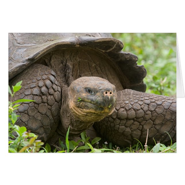 Giant turtle (Front Horizontal)