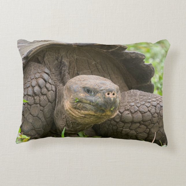 Giant turtle accent pillow (Back)