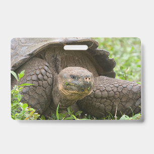 Giant turtle badge