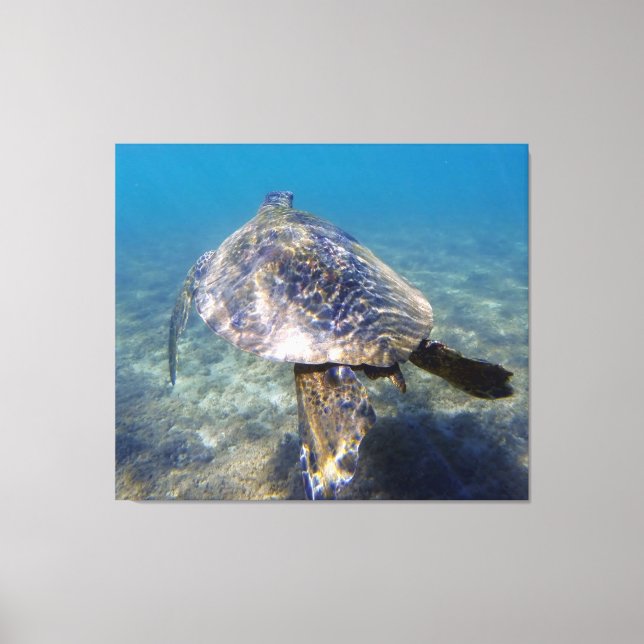 Giant turtle canvas print (Front)