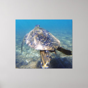 Giant turtle canvas print