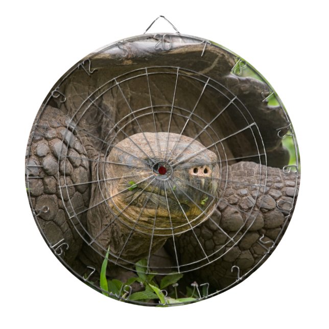 Giant turtle dartboard (Front)