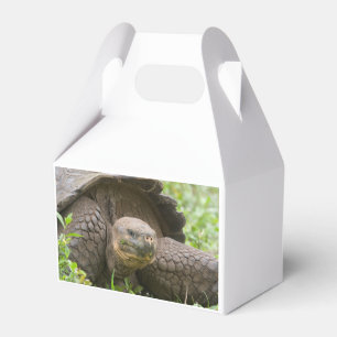 Giant turtle favor box