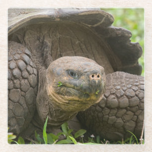 Giant turtle glass coaster