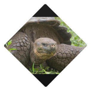 Giant turtle graduation cap topper