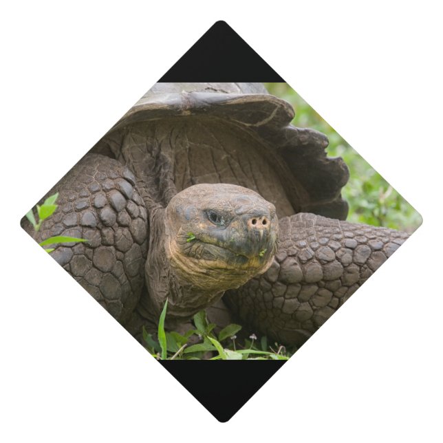 Giant turtle graduation cap topper (Front)