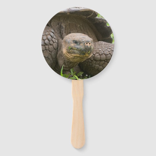 Giant turtle hand fan (Front)