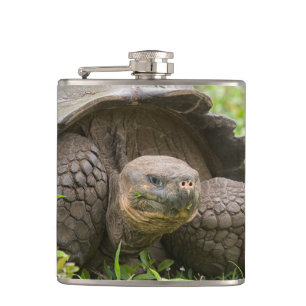 Giant turtle hip flask