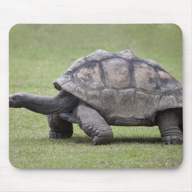 Giant turtle in grass mouse pad (Front)