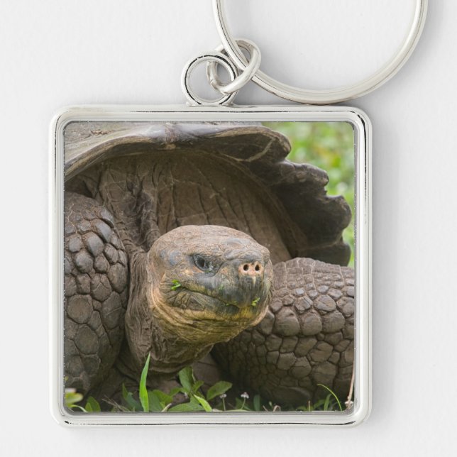 Giant turtle keychain (Front)
