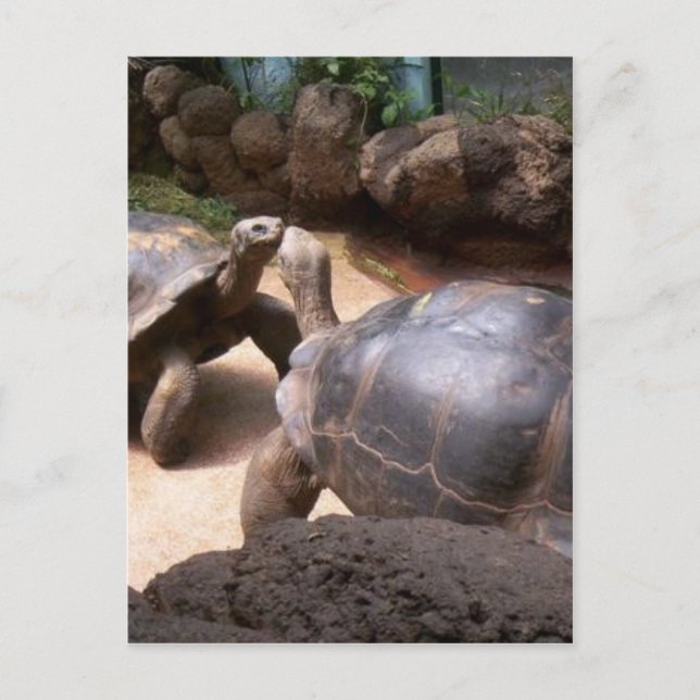 Giant Turtle Kiss Postcard (Front)