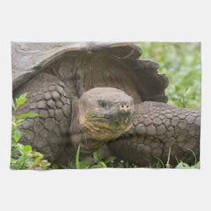 Giant turtle kitchen towel