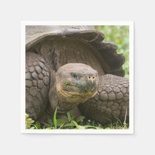 Giant turtle napkin