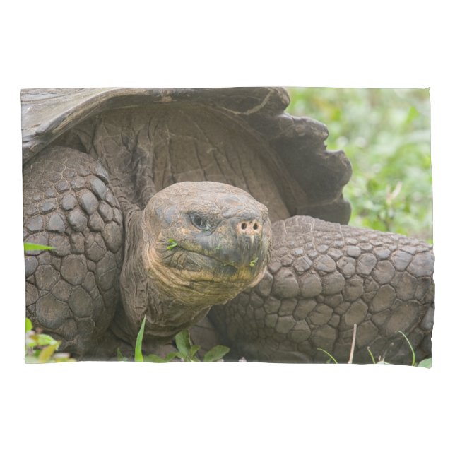 Giant turtle pillowcase (Front)