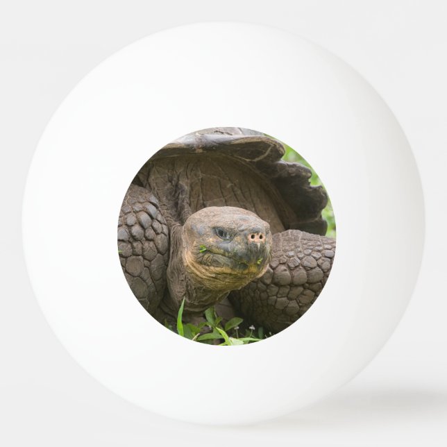 Giant turtle ping pong ball (Back)