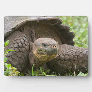 Giant turtle plaque