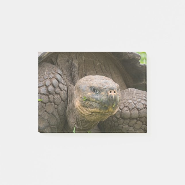 Giant turtle post-it notes (Front)