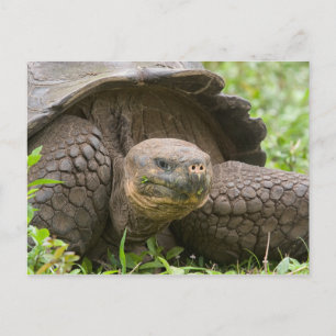 Giant turtle postcard