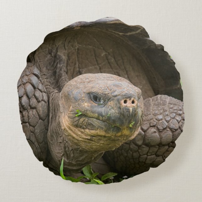 Giant turtle round pillow (Back)